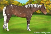 Horse Color:Liver Chestnut Mushroom Appaloosa 
