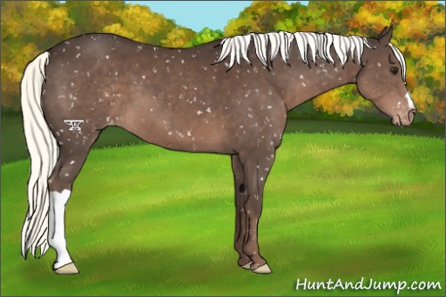 Horse Color:Liver Chestnut Mushroom Appaloosa