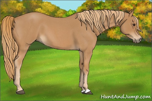 Horse Color:Red Roan 