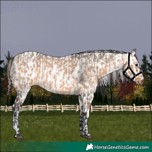 Horse Color:Bay Roan Dun and Bay Roan Dun Appaloosa