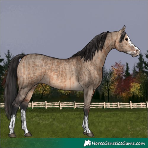 Horse Color:Brown Dun  and Brown Dun Splash 