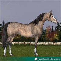 Horse Color:Brown Dun  and Brown Dun Splash 