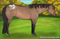 Horse Color:Bay Dun  and Bay Dun Appaloosa 