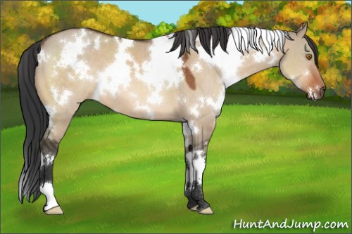 Horse Color:White Spotted Bay Dun