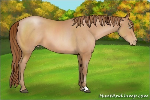 Horse Color:Bay Pearl Sabino 