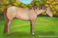 Horse Color:Bay Pearl Sabino