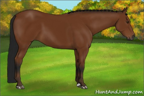 Horse Color:Gray Bay 