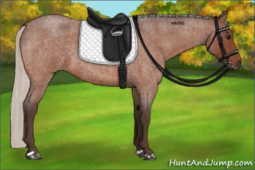 Horse Color:Silver Bay Roan