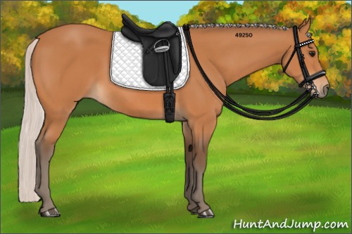 Horse Color:Silver Bay