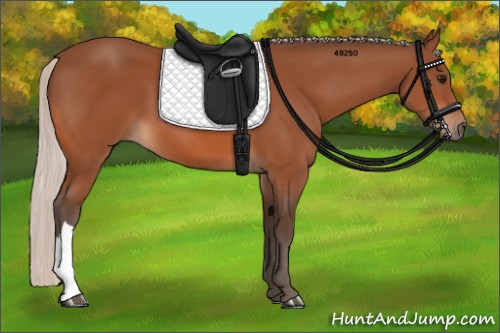 Horse Color:Silver Bay