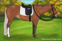 Horse Color:Silver Bay 