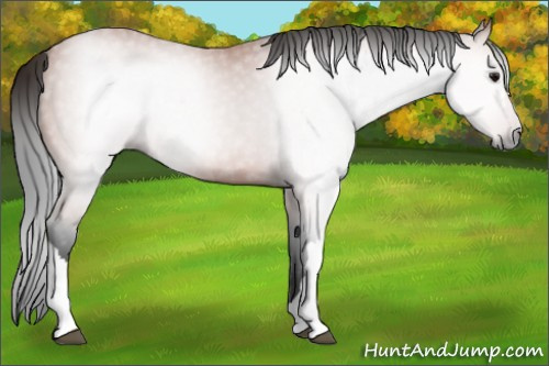 Horse Color:Gray Bay