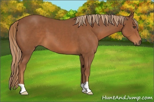 Horse Color:Chestnut 