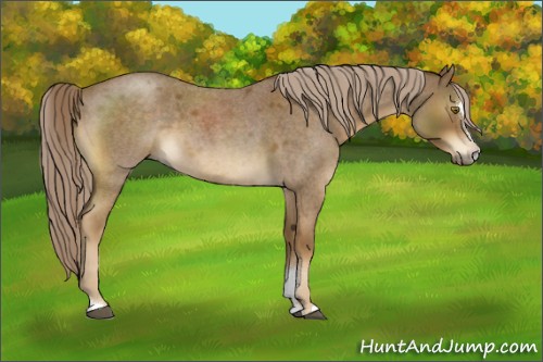 Horse Color:Chocolate Palomino Roan Sabino 