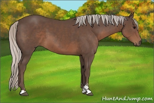 Horse Color:Silver Black Sabino 