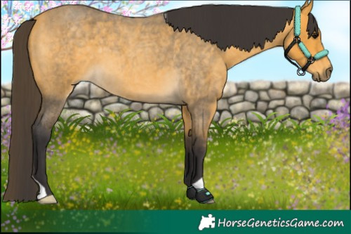 Horse Color:Buckskin Roan 