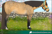 Horse Color:Buckskin Roan