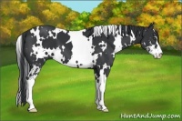 Horse Color:White Spotted Black Sabino