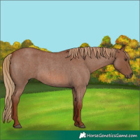Horse Color:Red Roan 