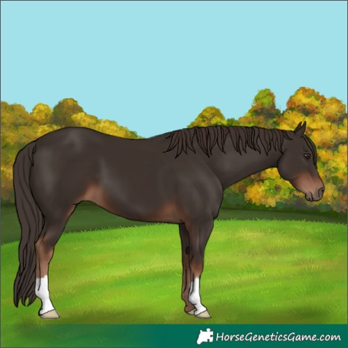 Horse Color:Liver Chestnut