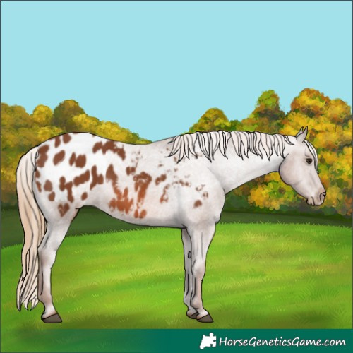 Horse Color:Chestnut Appaloosa 