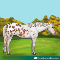 Horse Color:Chestnut Appaloosa 
