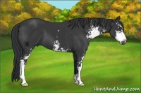 Horse Color:Black Sabino 