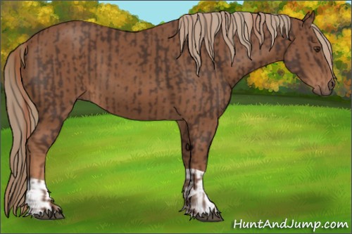 Horse Color:Unknown 