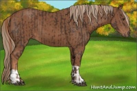 Horse Color:Unknown 