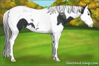 Horse Color:Black Splash Tobiano Appaloosa 