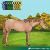 Horse Color:Chestnut Pearl