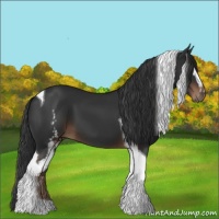 Horse Color:White Spotted Liver Chestnut Tobiano 