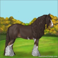 Horse Color:White Spotted Liver Chestnut Tobiano 