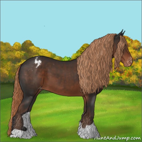 Horse Color:Liver Chestnut Appaloosa 