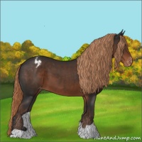 Horse Color:Liver Chestnut Appaloosa 