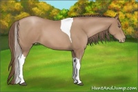 Horse Color:Black Pearl Tobiano 