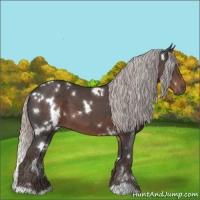 Horse Color:White Spotted Silver Black 