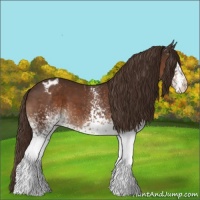 Horse Color:White Spotted Liver Chestnut Tobiano Appaloosa Rabicano 