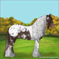 Horse Color:White Spotted Liver Chestnut Tobiano Appaloosa 