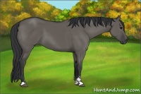 Horse Color:Grullo Sabino