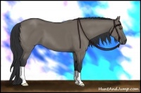 Horse Color:Grullo 