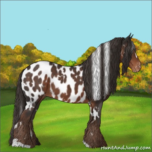 Horse Color:White Spotted Liver Chestnut Appaloosa 