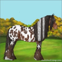 Horse Color:White Spotted Liver Chestnut Appaloosa 