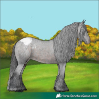 Horse Color:Brown Appaloosa 