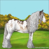 Horse Color:White Spotted Silver Brown Onyx Splash Appaloosa 