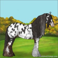 Horse Color:White Spotted Liver Chestnut Near Leopard Rabicano 