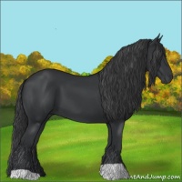 Horse Color:Black 