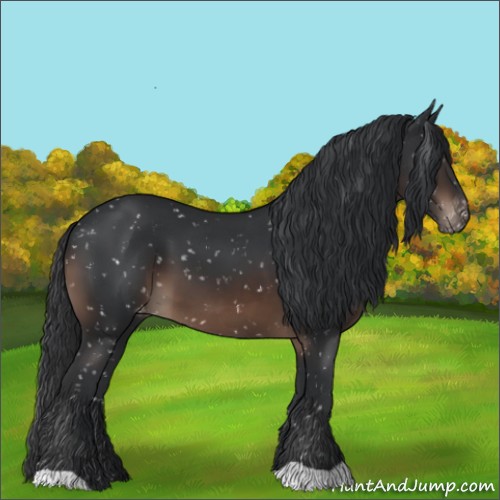 Horse Color:Brown Appaloosa 