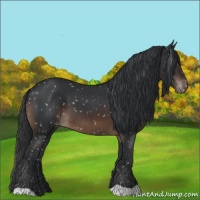 Horse Color:Brown Appaloosa 