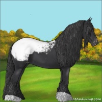 Horse Color:Black Snowcap 
